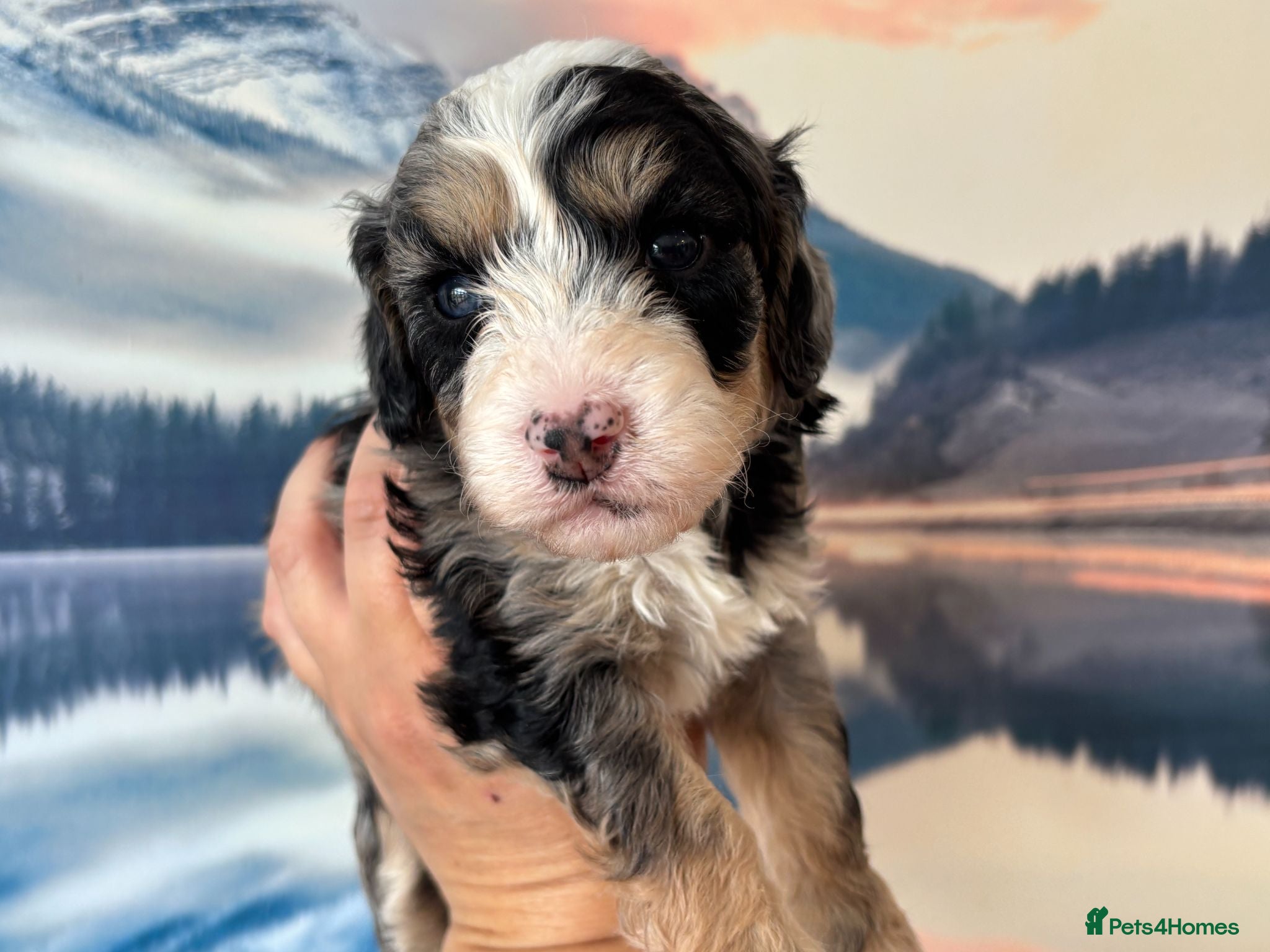 Cavapoo dogs ✨ Rare & Gorgeous F1 Cavapoos 🐾 Licensed - Advert 1