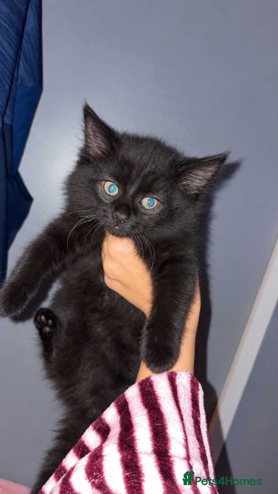 Maine Coon cats for sale: Maine coon kittens  - Advert 6