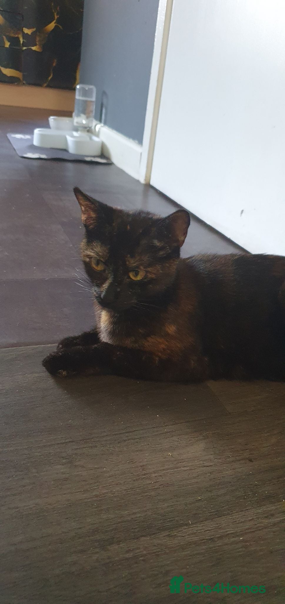 Mixed Breed cats Beautiful Kittens 4 Males, 1 FemaleBorn 4th June - Advert 1