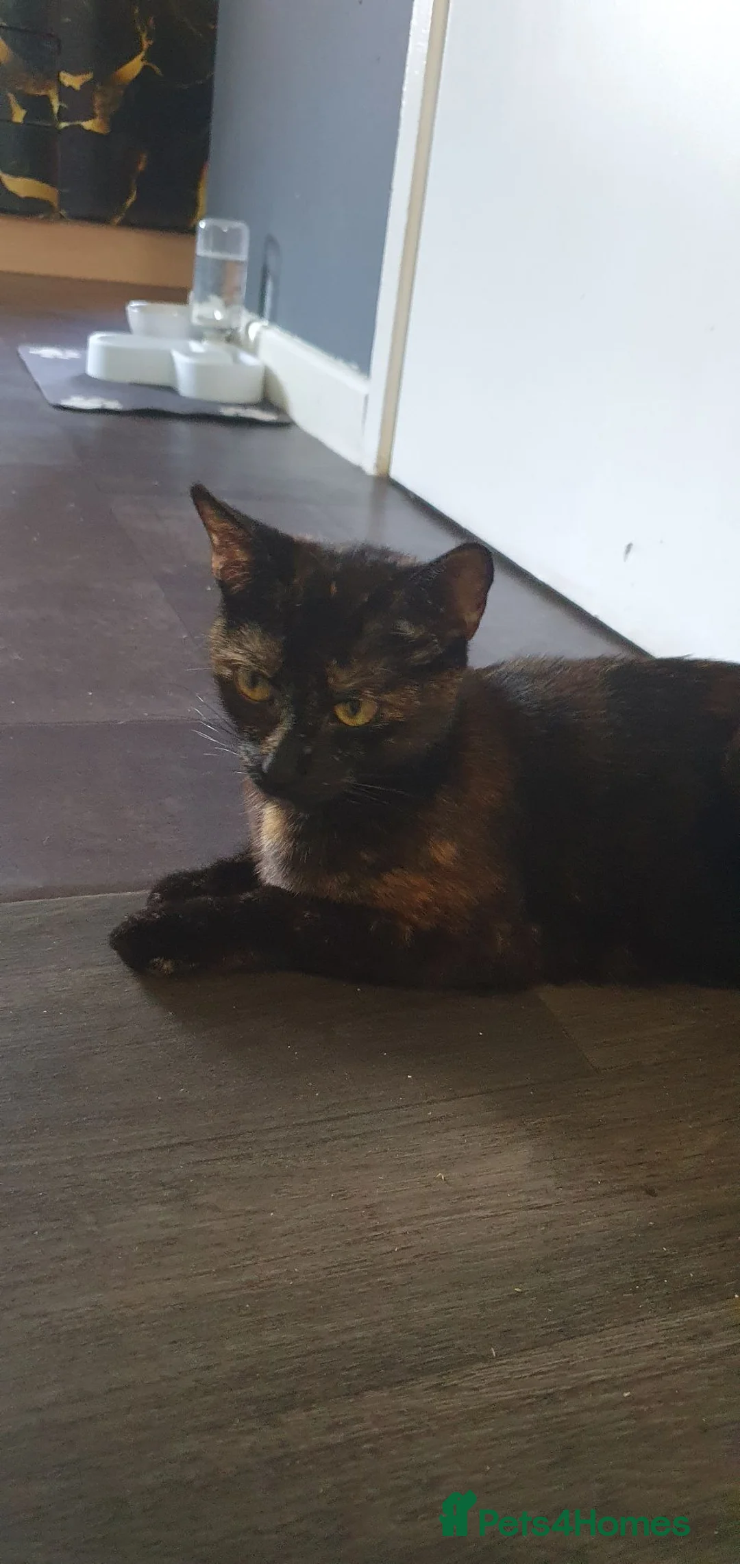 Mixed Breed cats for sale: Beautiful Kittens 4 Males, 1 FemaleBorn 4th June - Advert 1