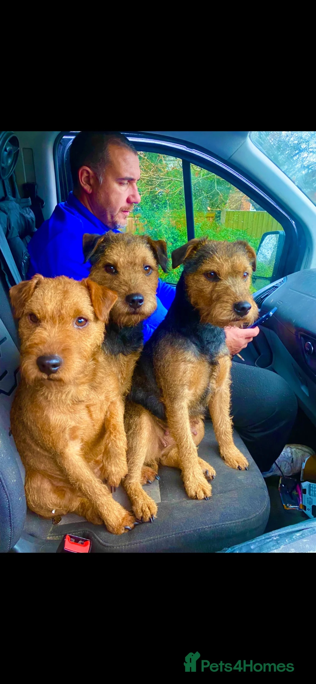 Lakeland Terrier dogs for sale: Stunning Lakelands  - Advert 6