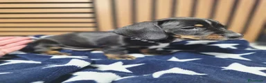 Dachshund Puppy 5