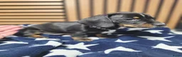 Dachshund dogs for sale: 6 Beautiful Dachshunds pups - Advert 4