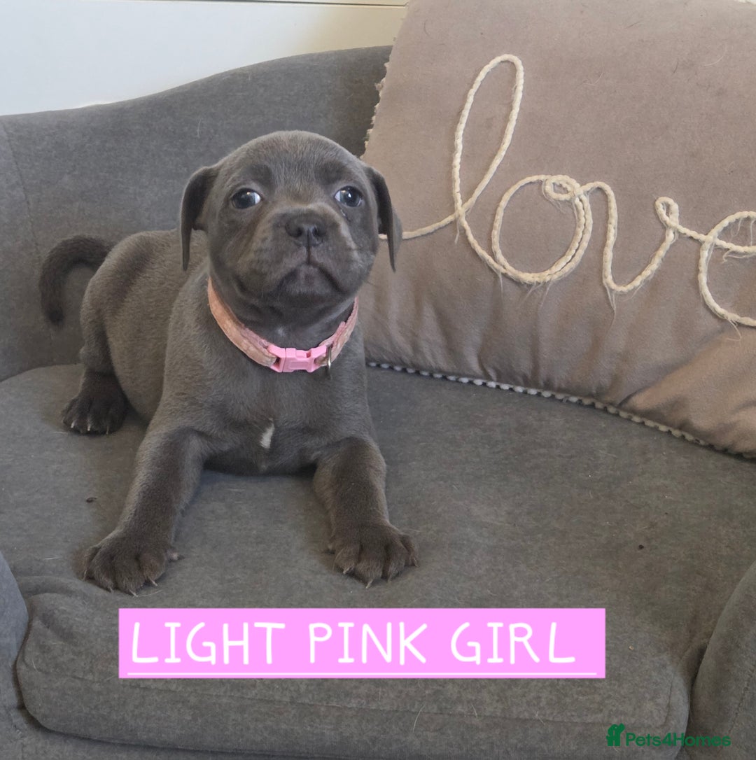 Staffordshire Bull Terrier dogs for sale: LAST 2 BLUE REGIMENT GIRLS  - Image 23