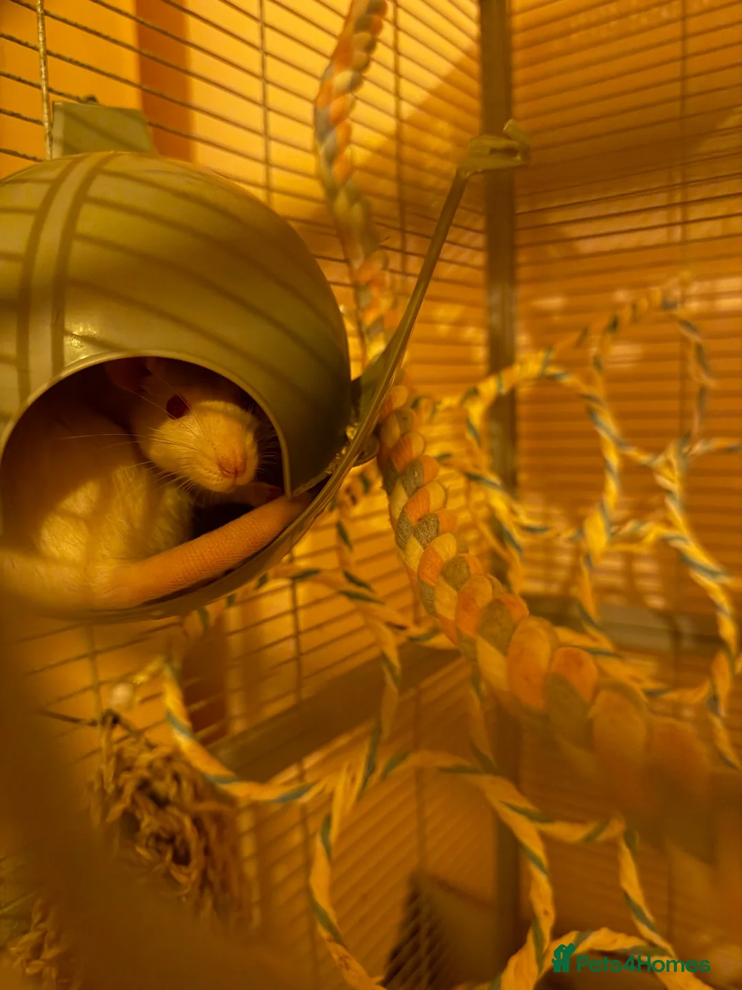 Rat rodents for sale: 3 beautiful white fancy rats in Leeds - Advert 4