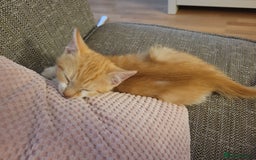 Mixed Breed cats for sale: Beautiful little boy - Image 6