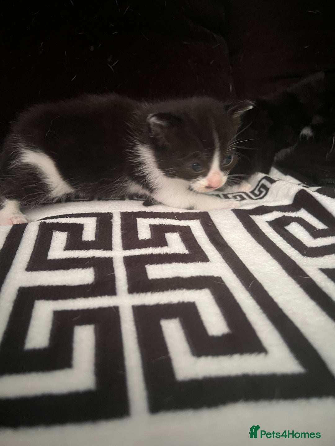 Mixed Breed cats for sale: Toxido kittens  - Image 24