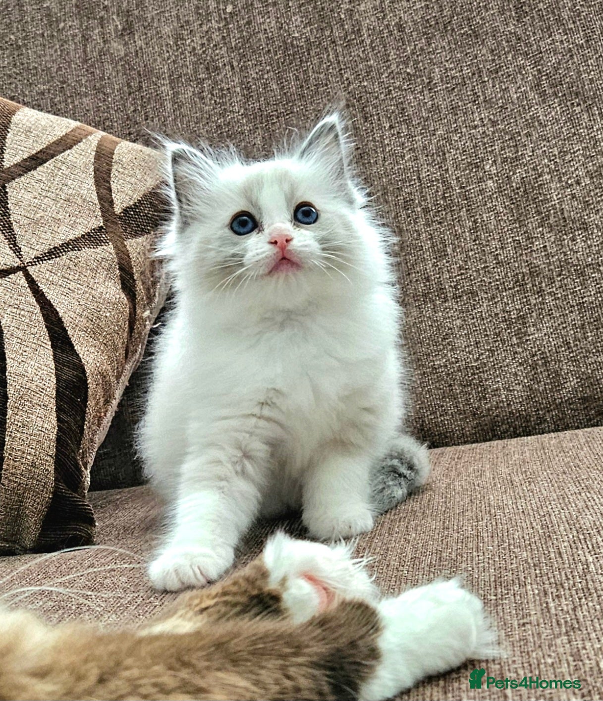 Ragdoll Kitten 2