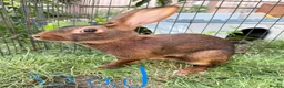 Belgian Hares rabbits for sale: 2 beautiful male Belgian hares ready babies  - Advert 10