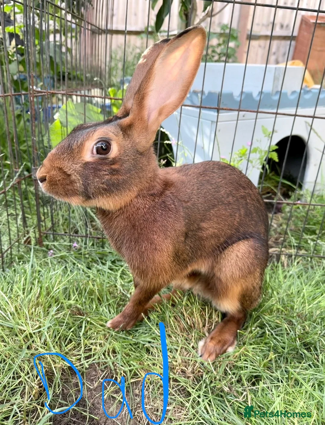 Belgian Hares rabbits for sale: 2 beautiful male Belgian hares ready babies  - Advert 10
