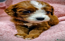 Cavapoo dogs for sale: Amazing quality cavapo litter  - Advert 8