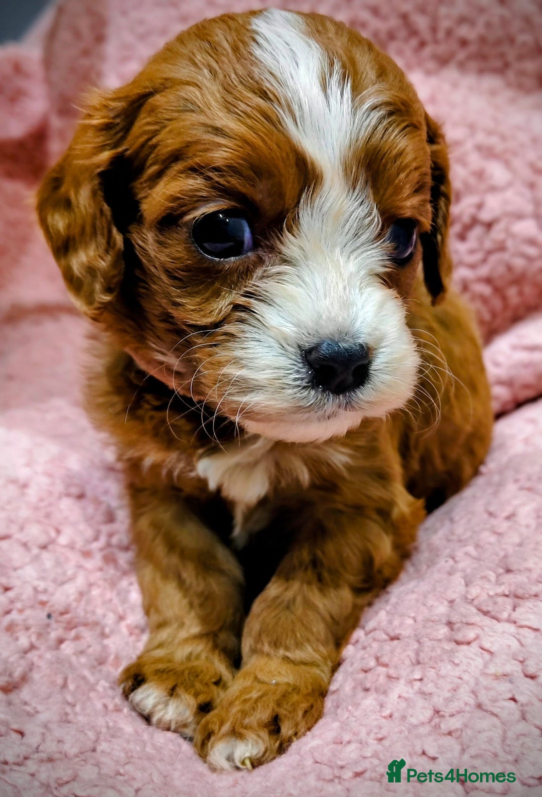Cavapoo dogs for sale: Amazing quality cavapo litter  - Advert 8