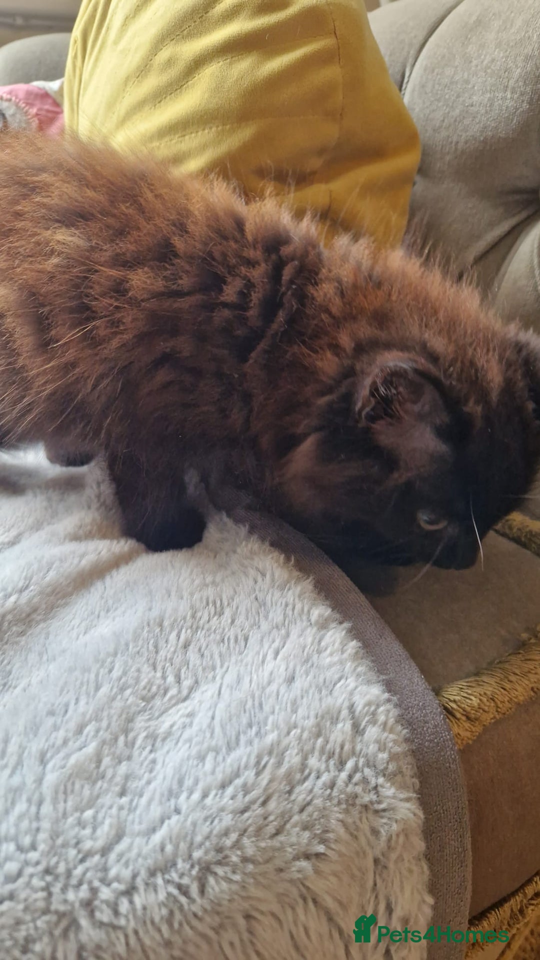 Mixed Breed cats for sale: Amazing fluff balls - Image 2