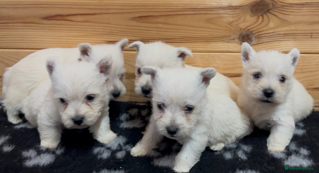 West Highland Terrier dogs for sale: Beautiful west highland terrier puppies for sale  - Image 2