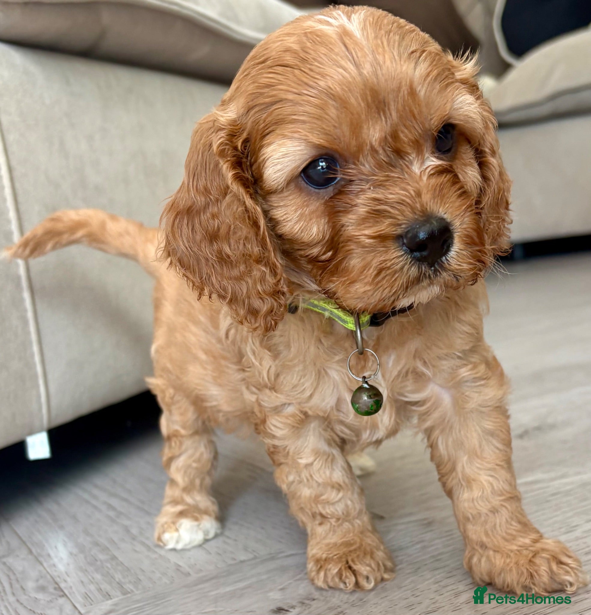 Cavapoo dogs Adorable miniature F1 red Cavapoo puppies  - Advert 10