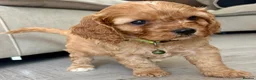 Cavapoo dogs for sale: One Adorable miniature F1 red Cavapoo male - Advert 4