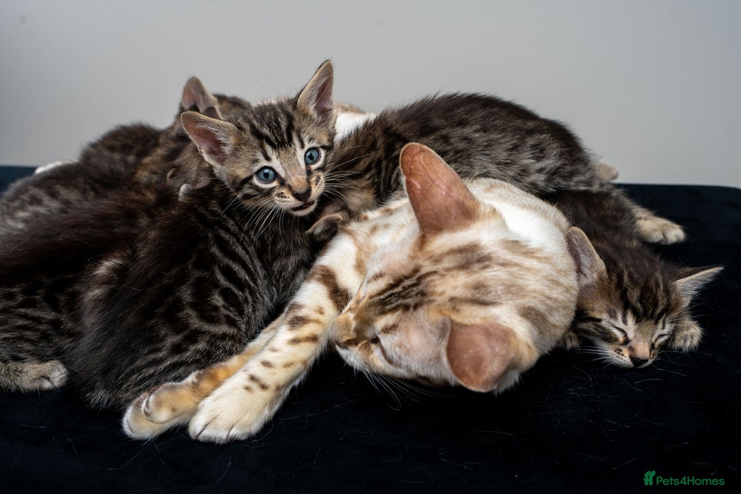 Bengal cats for sale: Gorgeous kittens, Wild-Patterned, Stunning Looks - Image 28