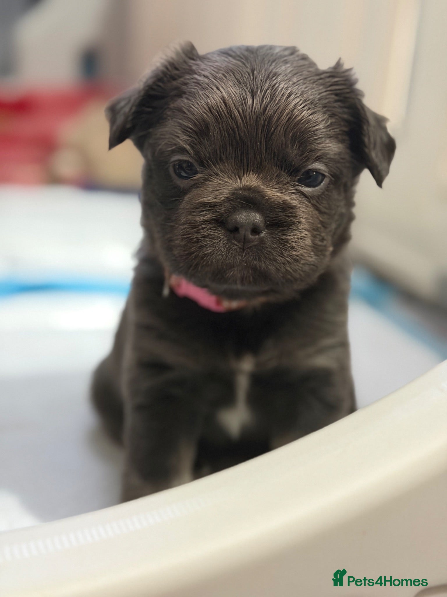 French Bulldog dogs Gorgeous KC registered French bulldog pups - Advert 12