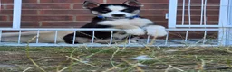 Huskita dogs for sale: Puppies for sale - Advert 15