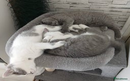 British Shorthair cats for sale: ✨1 BSH Kitten Left £400 ✨  - Image 2