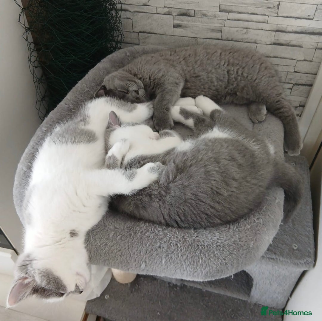 British Shorthair cats for sale: ✨1 BSH Kitten Left £400 ✨  - Image 2