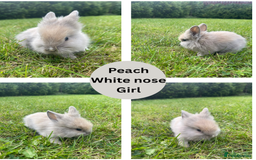Lionhead rabbits for sale: Lionhead bunnies - Image 4