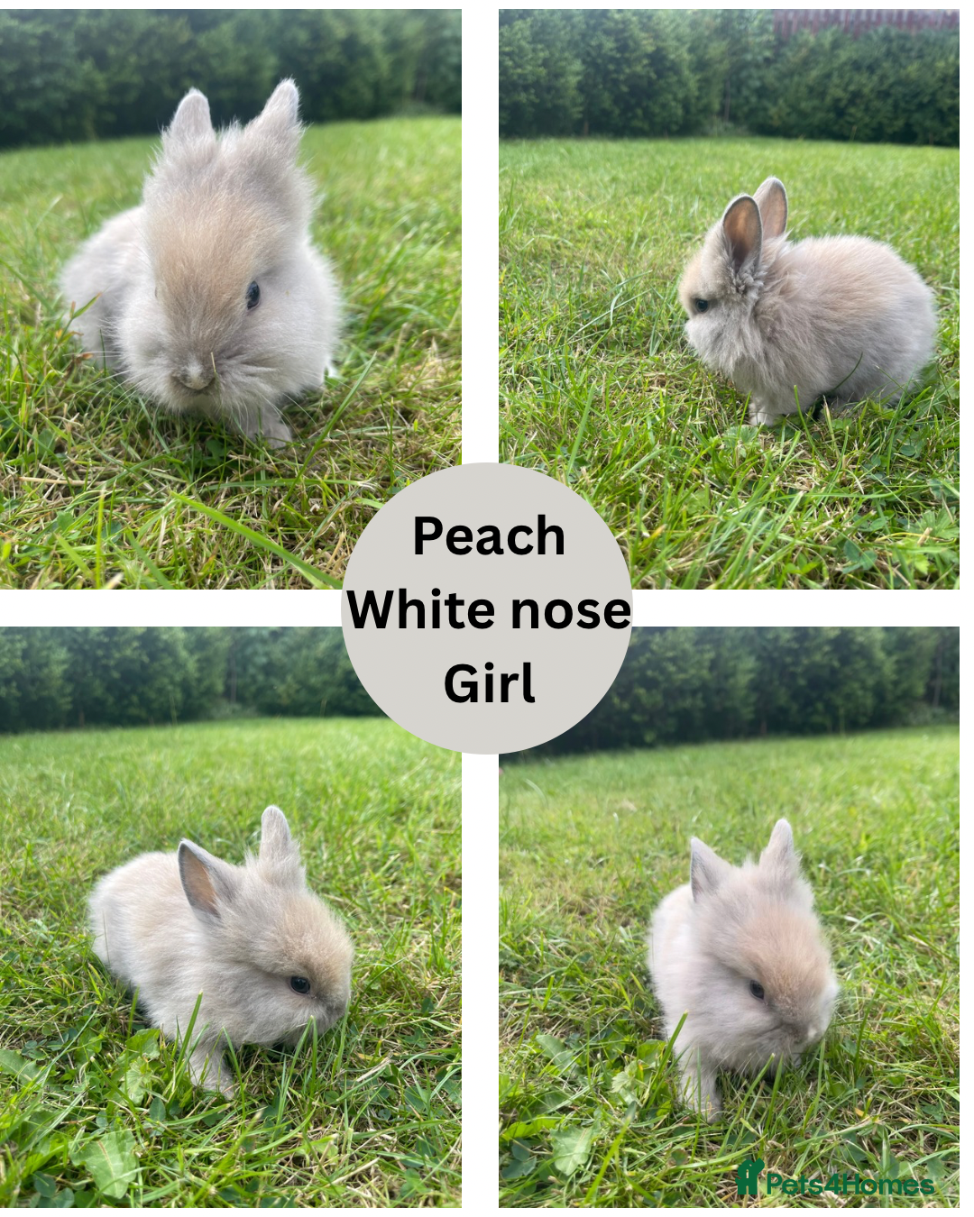 Lionhead rabbits for sale: Lionhead bunnies - Image 4