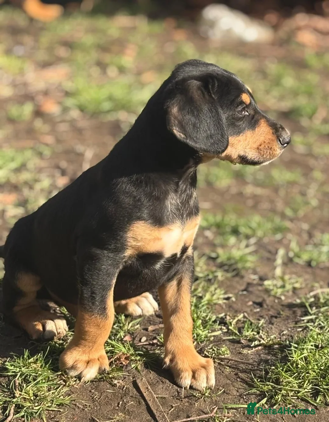 Mixed Breed dogs for sale: Lurcher x dobermen in Doncaster - Advert 11