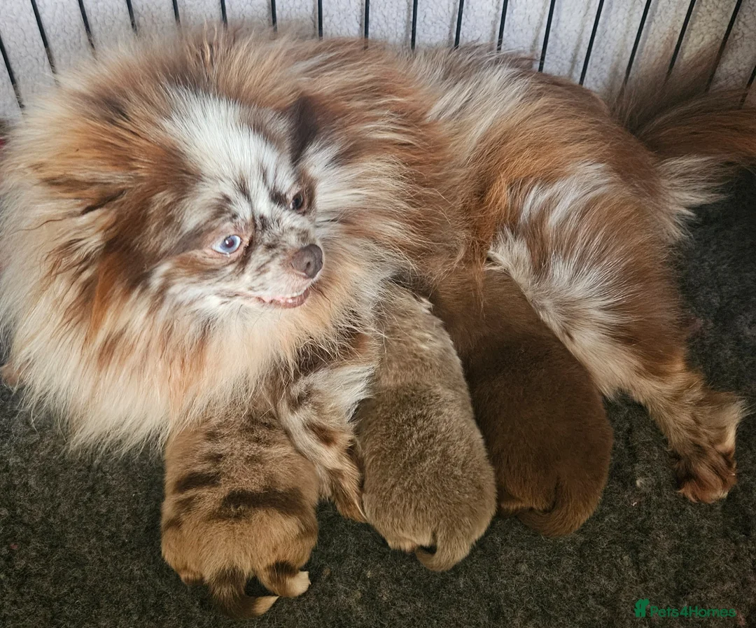 Pomeranian dogs for sale: 2 Beautiful Boy KC pomeranian puppies  - Advert 2