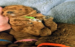 Cockapoo dogs for sale: GENUINE F1B COCKAPOO PUPPIES  - Image 16