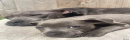 Staffordshire Bull Terrier dogs for sale: Black Eye SBT Blue staff female  in Wigan - Advert 10