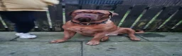 Dogue De Bordeaux dogs for sale: Quality litter of Dogue de Bordeux  - Advert 4