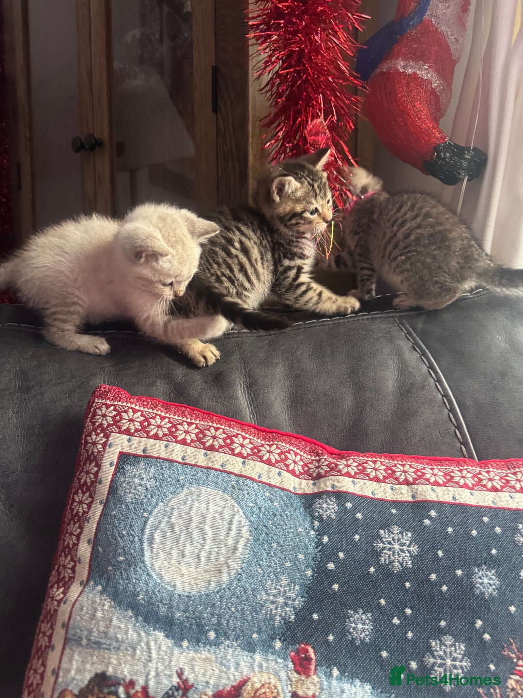 Mixed Breed cats for sale: Kittens needing loving homes  - Advert 23