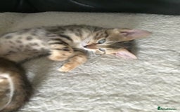 Bengal cats for sale: Cute and fluffy half Bengal kittens  - Image 27