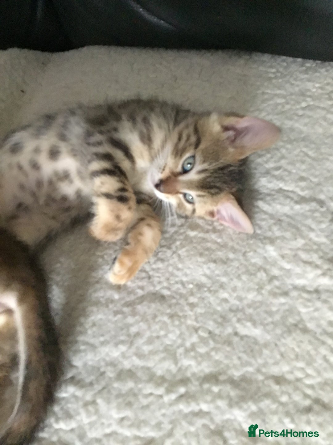 Bengal cats for sale: Cute and fluffy half Bengal kittens  - Image 27