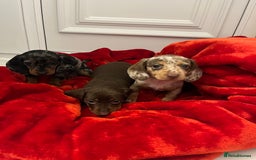 Dachshund dogs for sale: Dachshund  puppies  - Advert 8