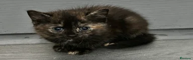 🐾 Darker Tortoiseshell Female 