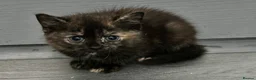Mixed Breed cats for sale: Playful British Shorthair & Longhair Mix Kittens - Advert 2