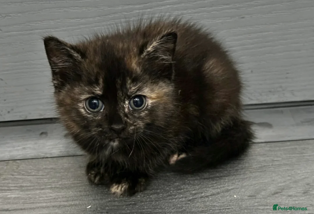 Mixed Breed cats for sale: Playful British Shorthair & Longhair Mix Kittens - Advert 2