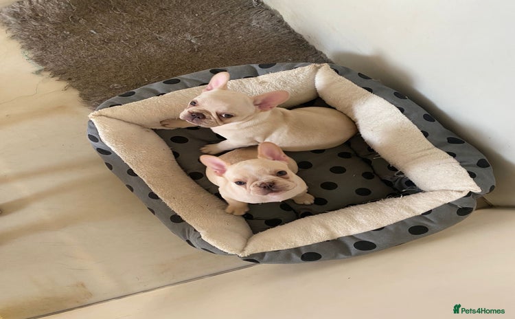 French Bulldog dogs - Advert 3