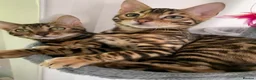 Bengal cats for sale: Top quality bengals kittens available now in Watford - Advert 13