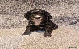 Cocker Spaniel dogs for sale: Stunning kc working cocker spaniels - Image 15
