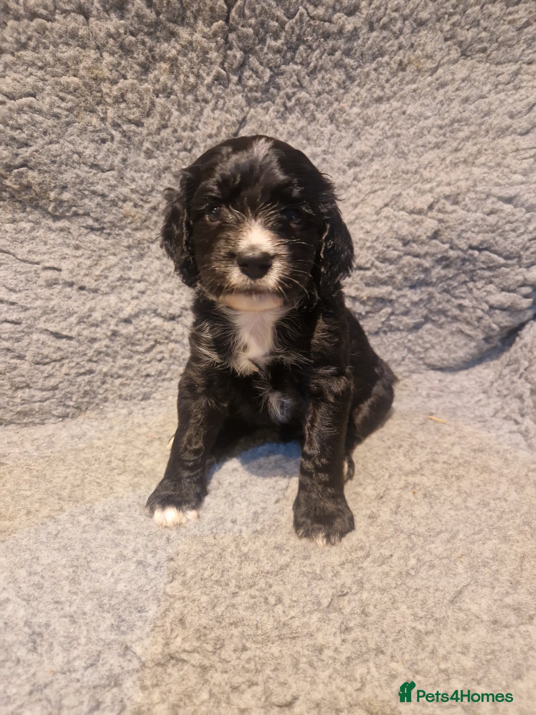 Cocker Spaniel dogs for sale: Stunning kc working cocker spaniels - Image 15