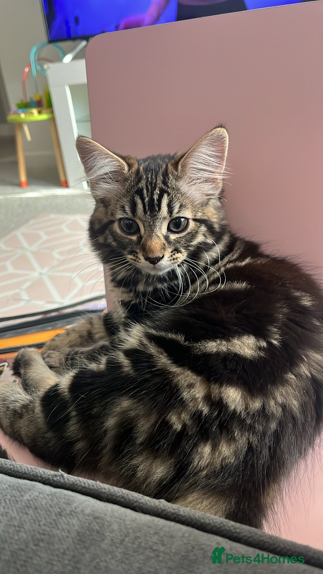 Domestic Shorthair cats for sale: kittens for sale❤️ - Image 2