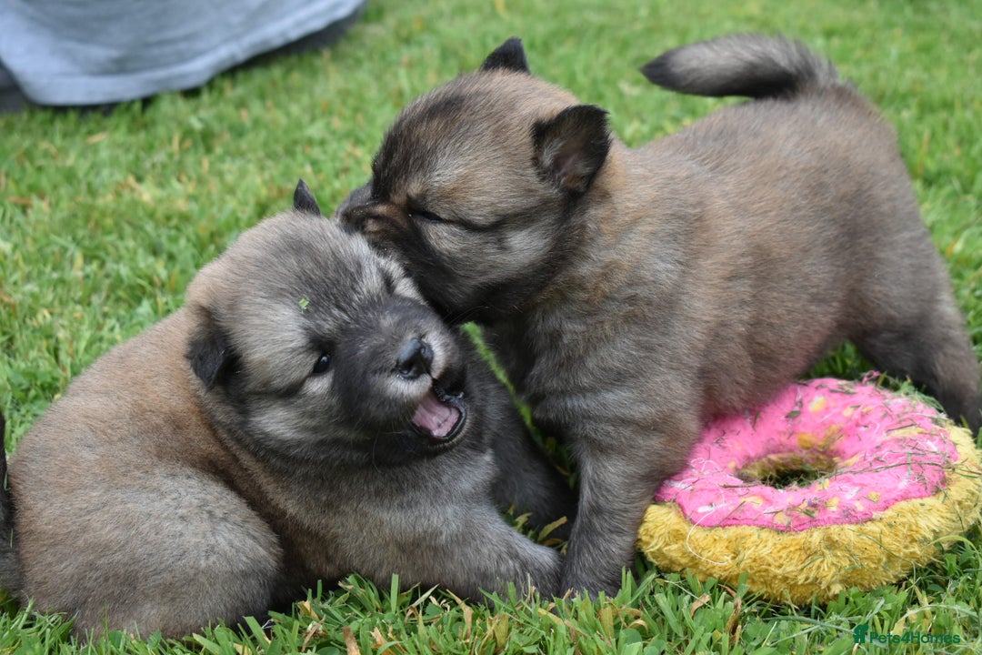 Siberian Husky dogs for sale: Beautiful Chowski puppies  - Image 17