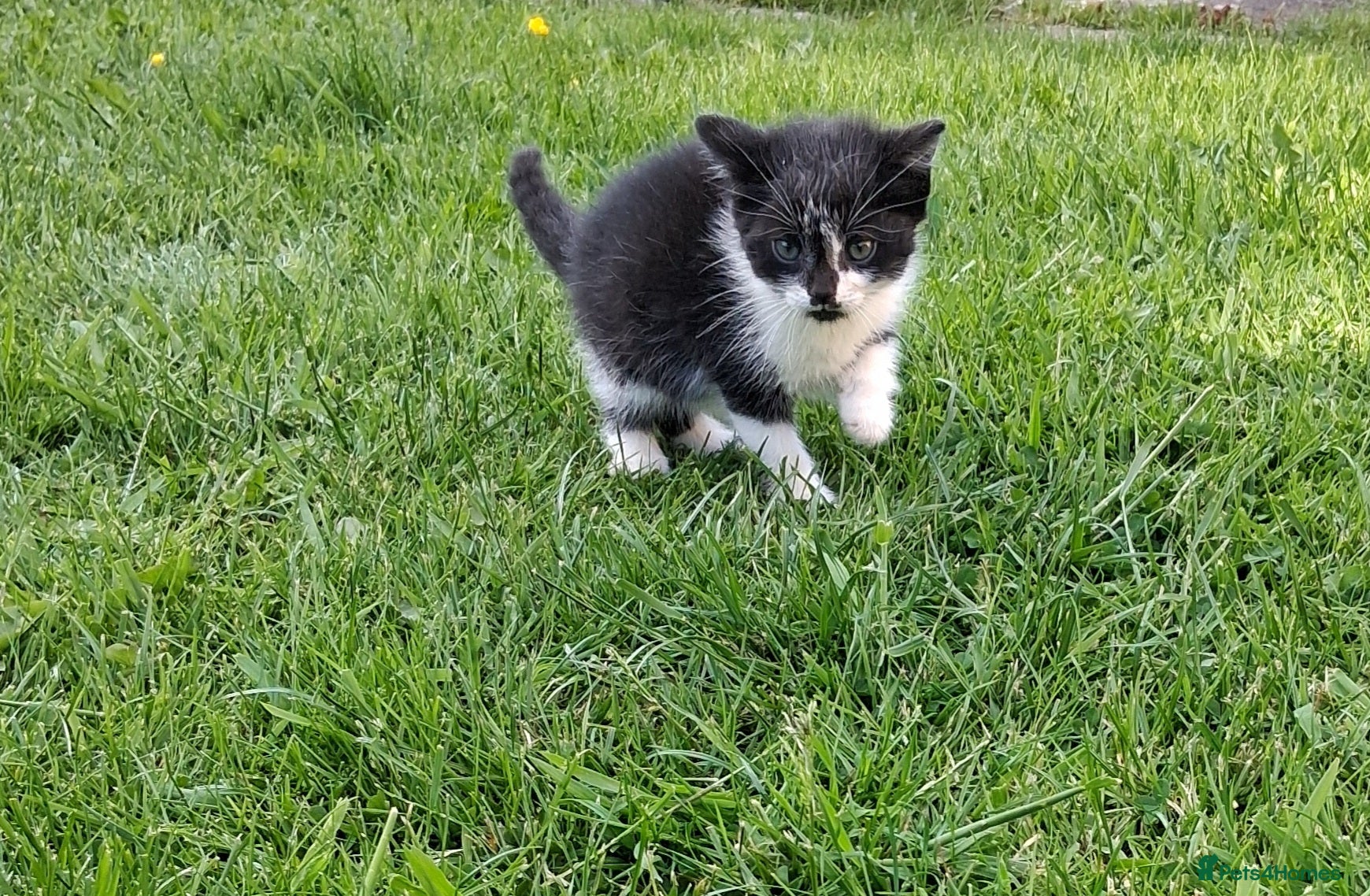 Mixed Breed cats for sale: Lovely kittens various prices  - Advert 10