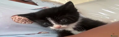 Precious
