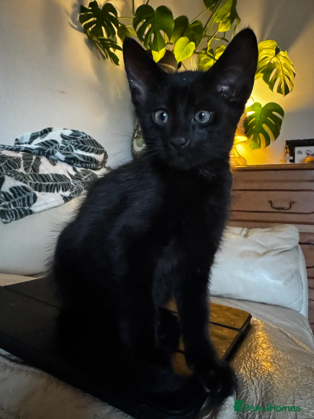 Mixed Breed cats for sale: Gorgeous black male kitten 🐈‍⬛  - Advert 4