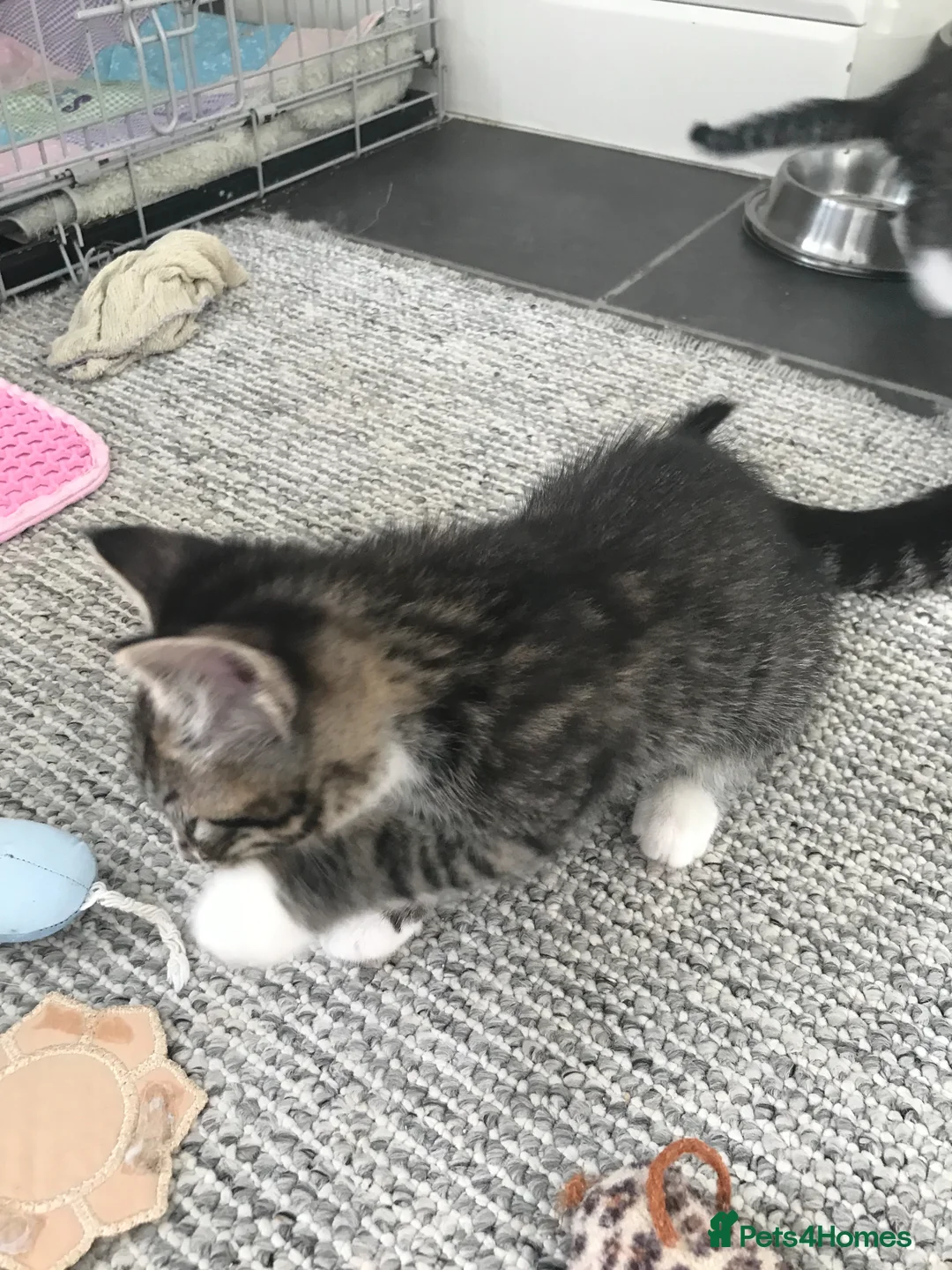 Mixed Breed cats for sale: 5 beautiful kittens for sale  in Grays - Advert 15