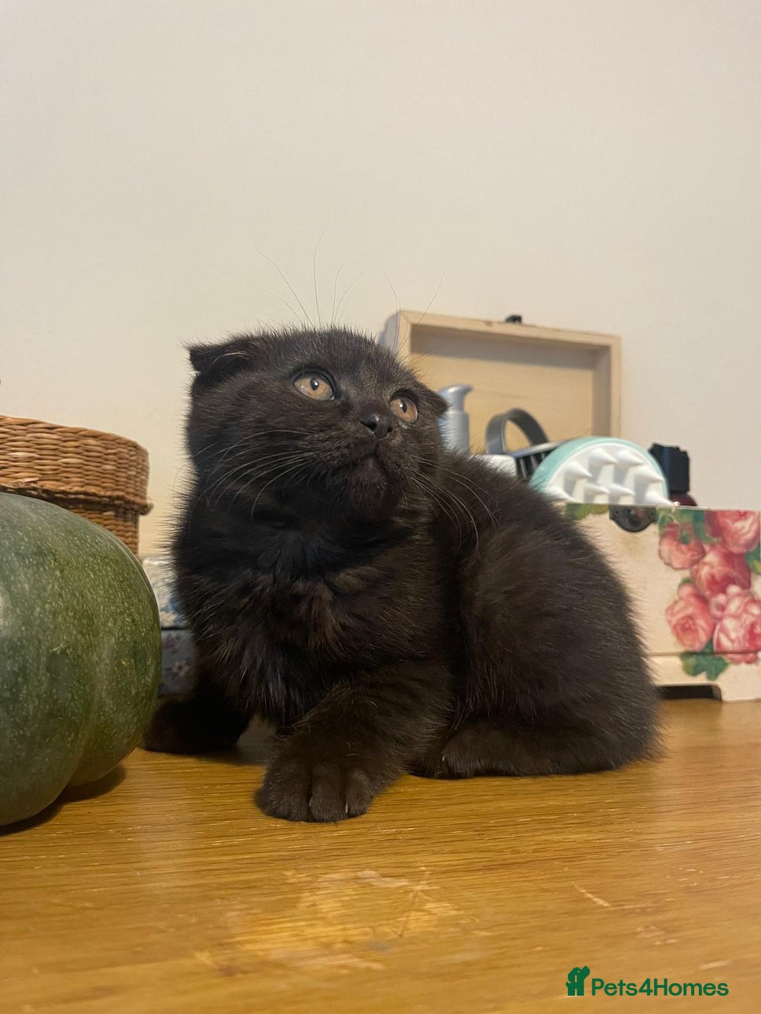 Scottish Fold cats for sale: Scotish fold female and male kittens - Image 2